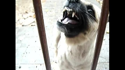 Danda the most crazy dog 4 