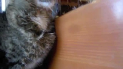 Котката не е в настроение