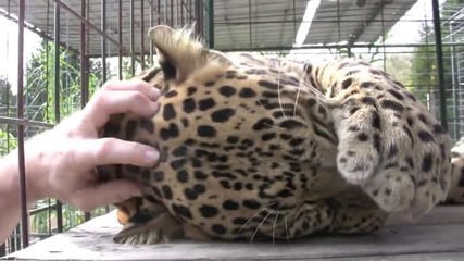 Леопардът – едно голямо коте !