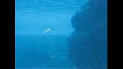 Dolphin Blowing Rings 