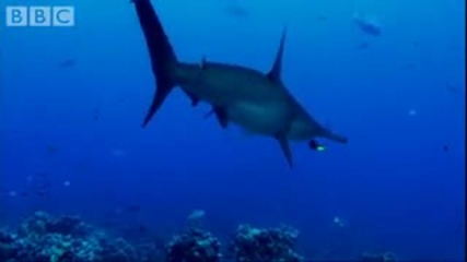 A sharks helping hand - Hammerhead - Bbc animals 