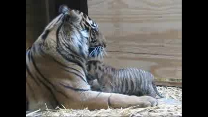 Тигрица с новороденото и тигърче