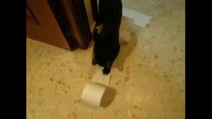 Ninja Cat Training