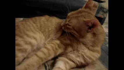 Котето Лъвчо