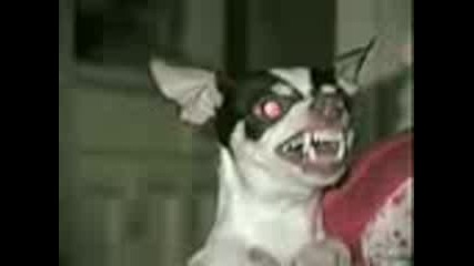 Demon Dog