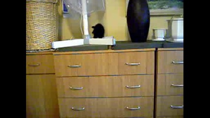 черно коте 6.07.2009