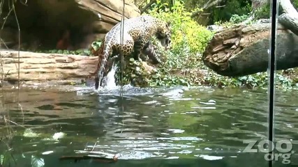 Ягуар плува под вода!вижте тази гледка Под Водата
