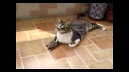 костенурка и котка