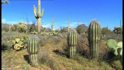 Кактуса Saguaro