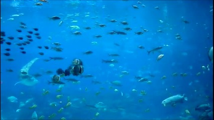 Най-големият аквариум в света - Georgia Aquarium
