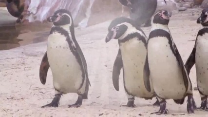 Защо пингвините ходят клатейки се