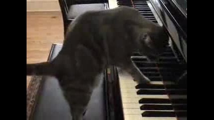 Коте Свири На Пиано