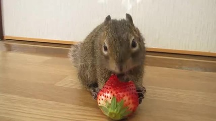 Сладка катерица яде ягоди