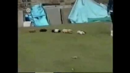 Много яко смях