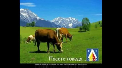 цска завинаги в сърцето ми - мацка