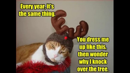 смешни котки 