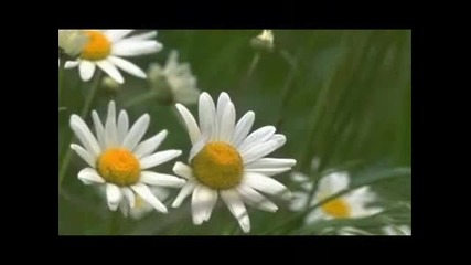 Halid Beslic - Zumbuli Su Procvali