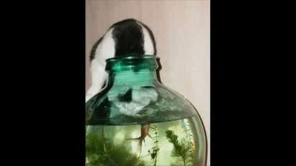 Смешни снимки :) 