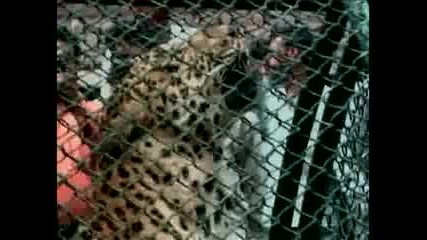 Ядосан леопард в клетка
