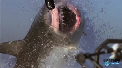 Slow Motion Limp Bizkit - Shark Attack ( High Definition)