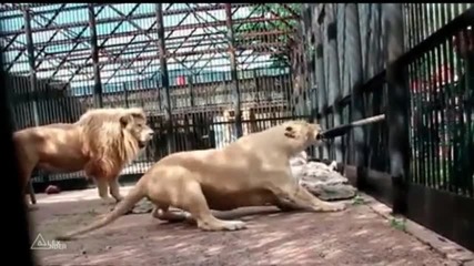 Развлечение за лъвове в зоопарк