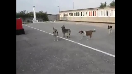 Руски кучета свирят химна на Русия Удивително