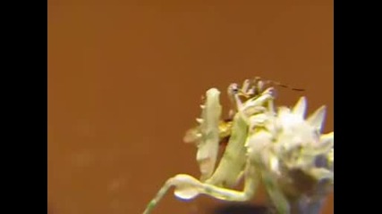 Flower Mantis - Pseudocreobotra Wahlbergii Close Up