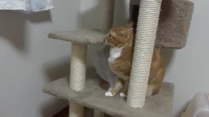 Котка си играе с найлонова торбичка