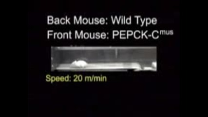 Генетично модифицирана Мишка Бяга 4.8 Км