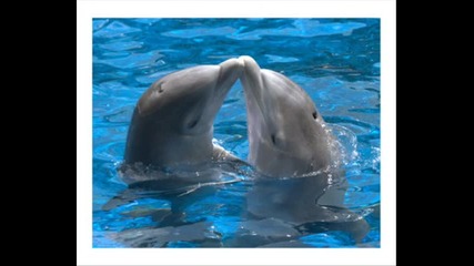 Сладки делфини