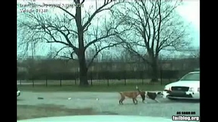 Dog Win 