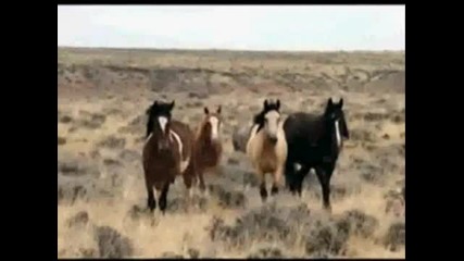 The Rolling Stones - Wild Horses 
