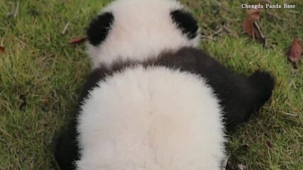 УМИЛИТЕЛНИ КАДРИ: Вижте как малка панда се учи да пълзи (ВИДЕО)