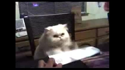 Котка Барабанист
