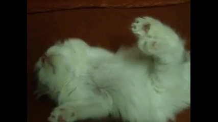 Коте спи като пън :d