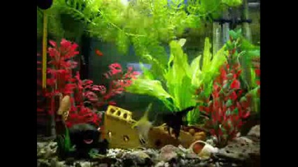 Razvitie Na Edin Aquarium