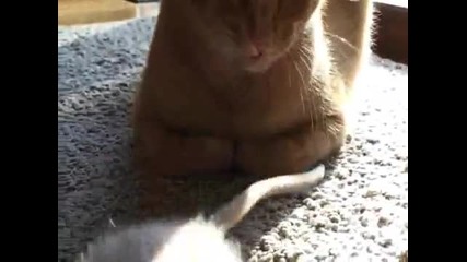 Котка и Мишка - Приятели