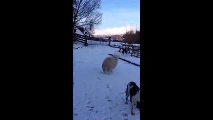 Супер забавно видео!тази овца наистина имитира куче.