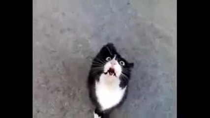 Коте се оплаква от живота си! Екстремен смях!