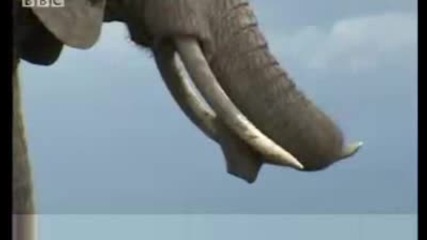 Baby elephants get hold of camera - its Ele - vision! Bbc wildlife