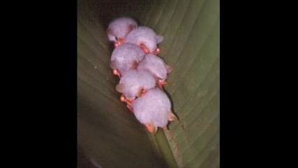 Rainforest Images
