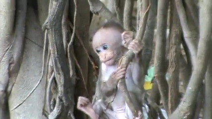 Най-милата маймунка:)