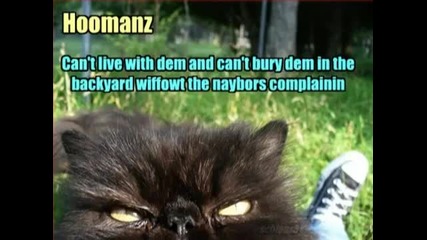 Very Funny Cats
