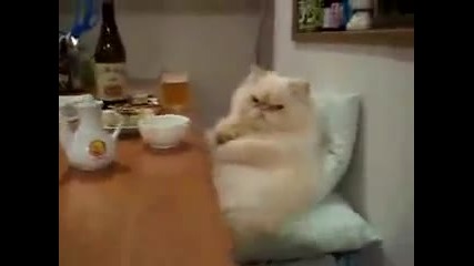 Котка На Масата