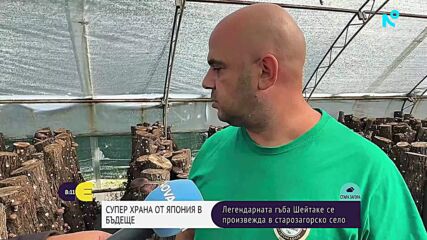 Шейтаке от село Бъдеще: Млад предприемач отглежда японската „супергъба“
