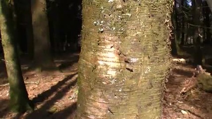 Tapping Birch Trees in March for Birch Sap - Clean Water