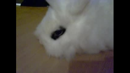 My Bunny