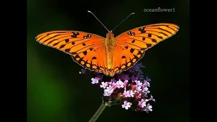 To become a butterfly - Ernesto Cortazar 