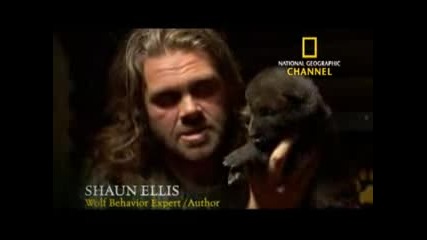 National Geographic Channel A Man Among Wolves Trailer 