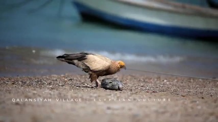 Остров Socotra - поразителна красота, истинска магия!